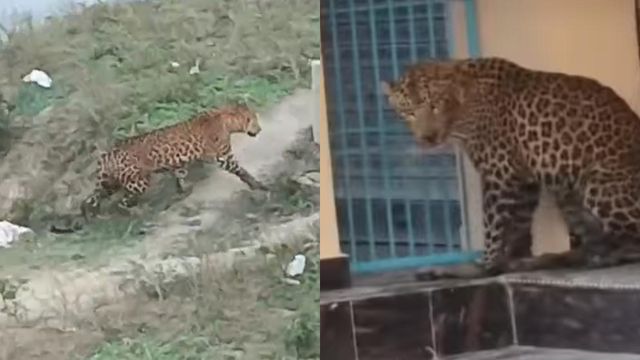 रोहतास में तेंदुए के हमले से आधा दर्जन जख्मी, कड़ी मशक्कत के बाद किया गया रेस्क्यू

