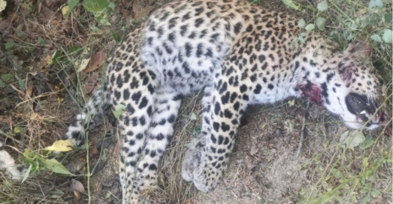 leopard found dead in mihauli beehad area in etawah