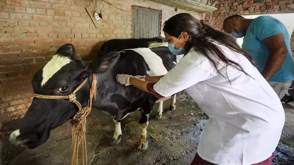 himachal pradesh pashu mitra recruitment will start on 500 posts till 15th february