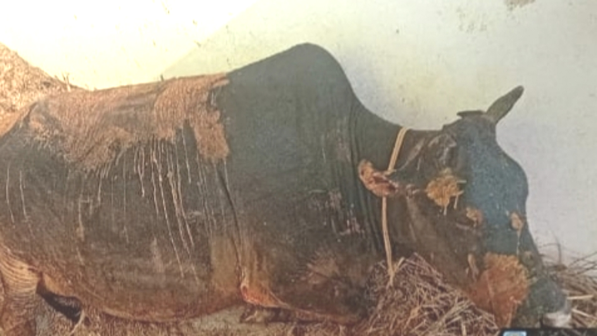 rajouri fire tragedy 5 cattle dead 2 injured in barn fire