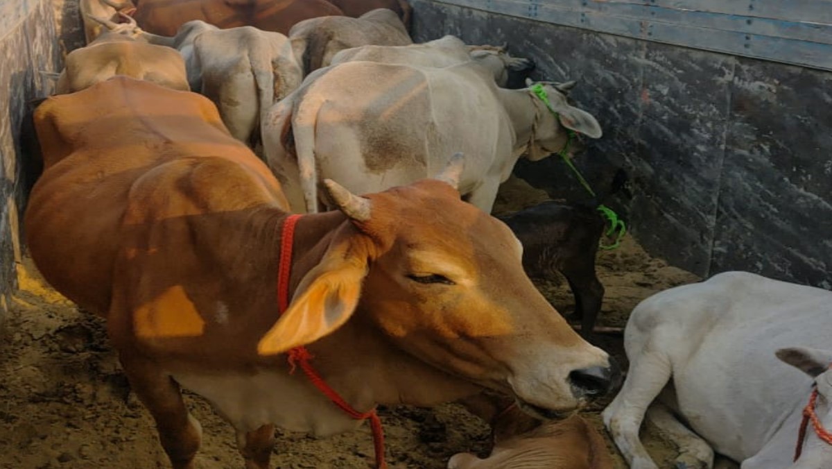 varanasi to gorakhpur fourlane cow smugglers encounter one injured six arrested