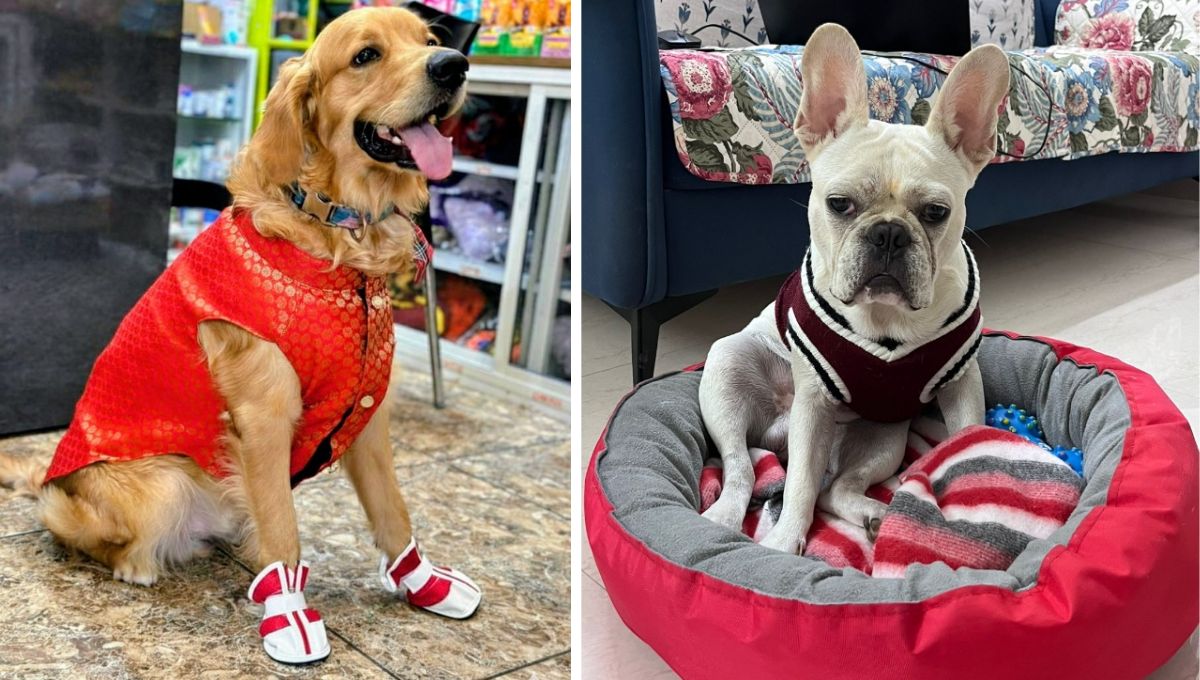 dog show in gorakhpur stylish dogs steal the show