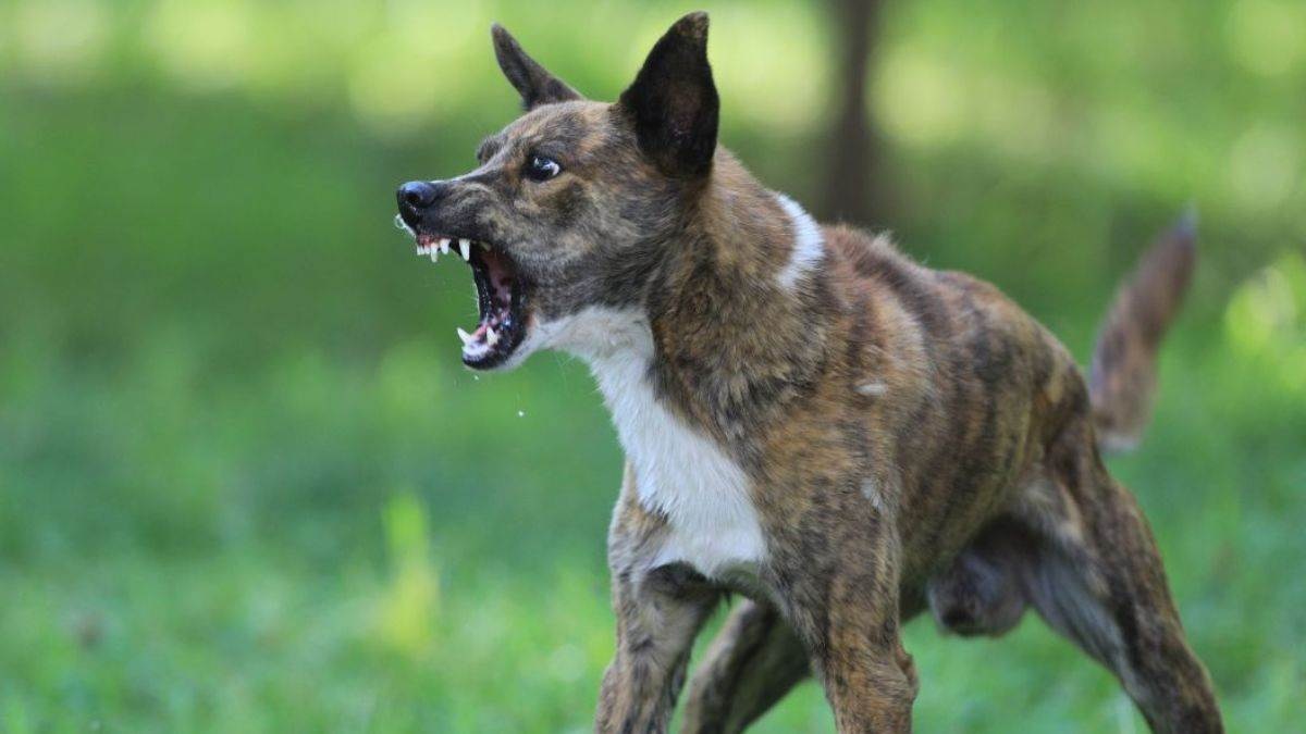 ratita dog attack six injured in fatehbad dog attack