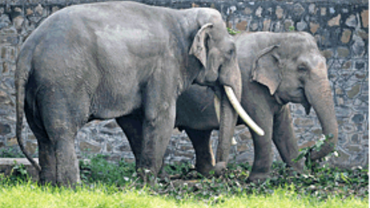 delhi zoo increased wildlife adoption trend delhi residents spending millions annually