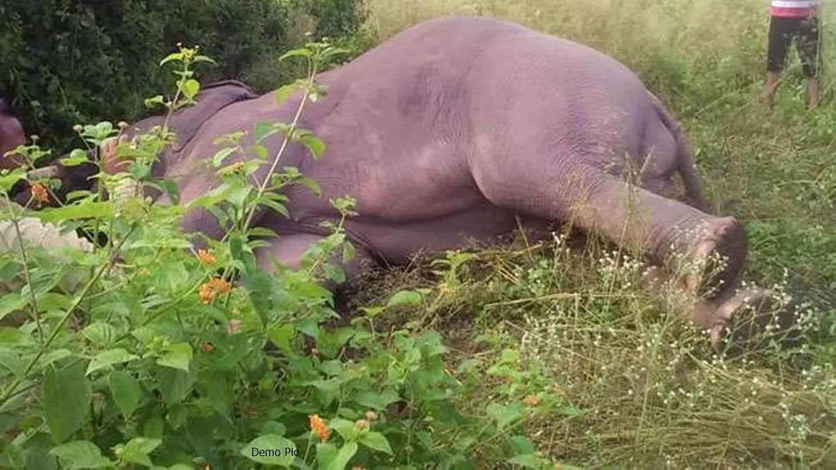 rudrapur one year old elephant dies and is buried in sanjay forest