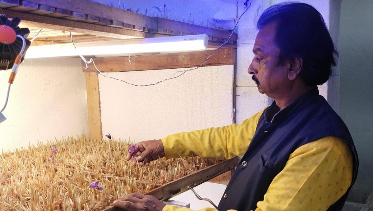 saffron farming in a room himachal training leads to indoor flower cultivation
