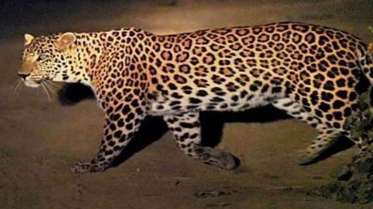 leopard terror in pauri six anganwadi centres closed for three days