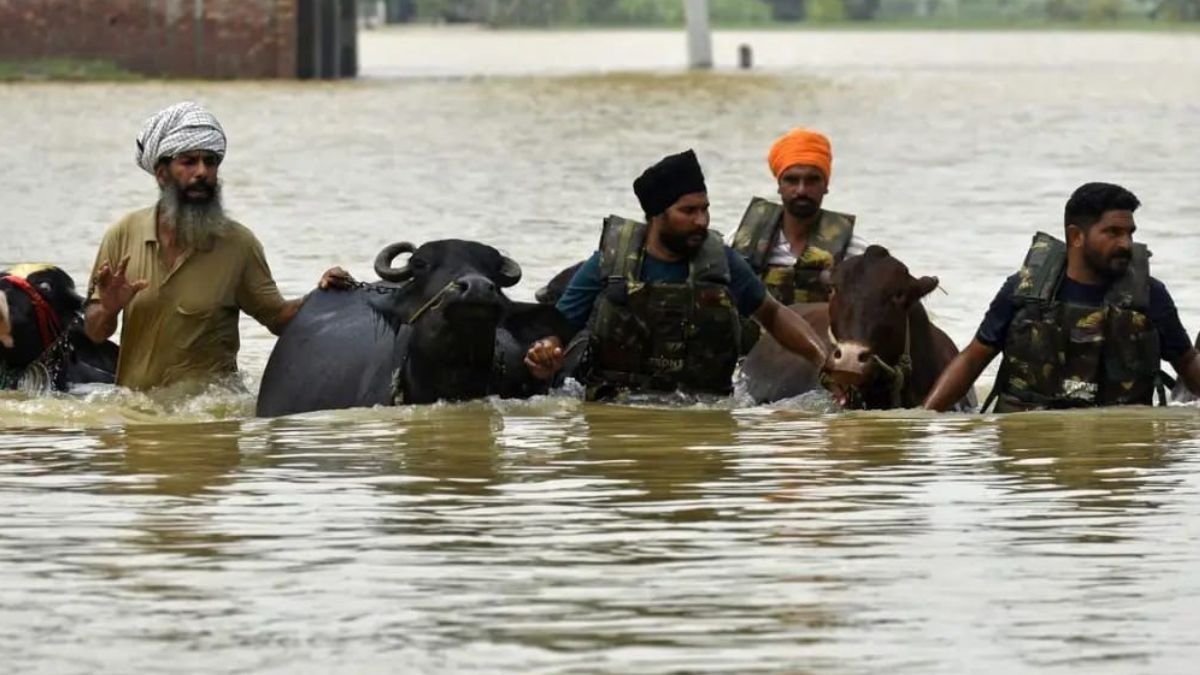 punjab govt boosts dairy sector 59 lakh financial aid for farmers