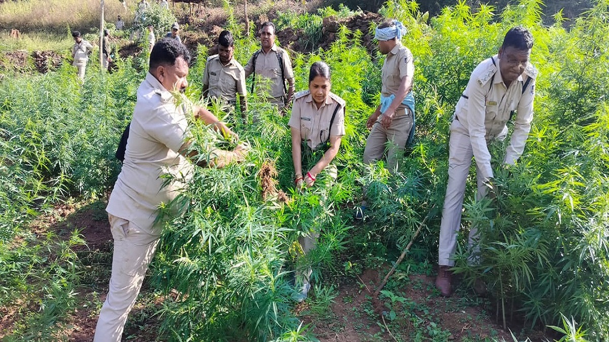 odisha police destroy ganja cultivation across 18000 acres