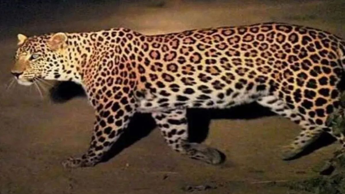 pilibhit biker flees after spotting leopard village alerted