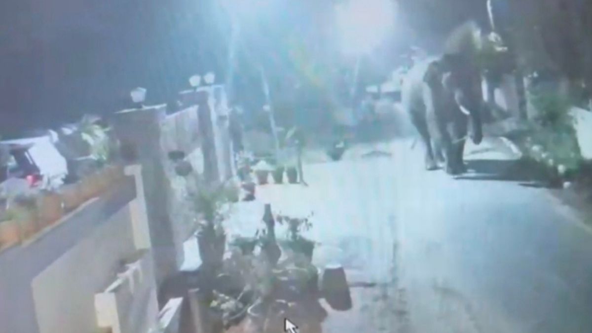 elephants roaming on streets threat to public safety