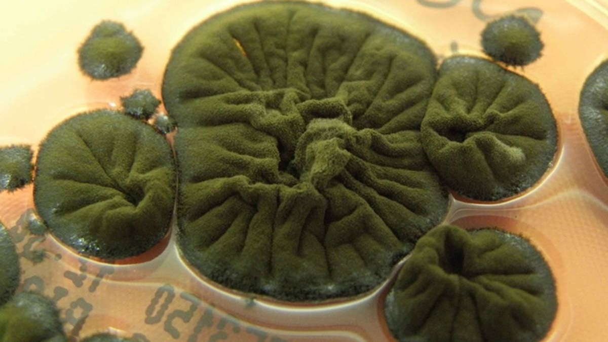 radiationresistant fungus a building material for moon bases