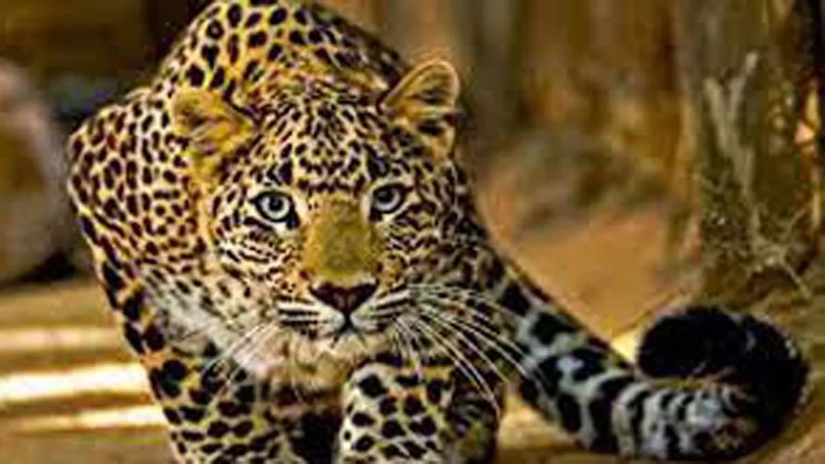leopard killed villager public hostage forest department employees at pauri