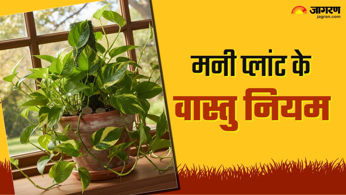 money plant vastu tips common mistakes preventing growth prosperity