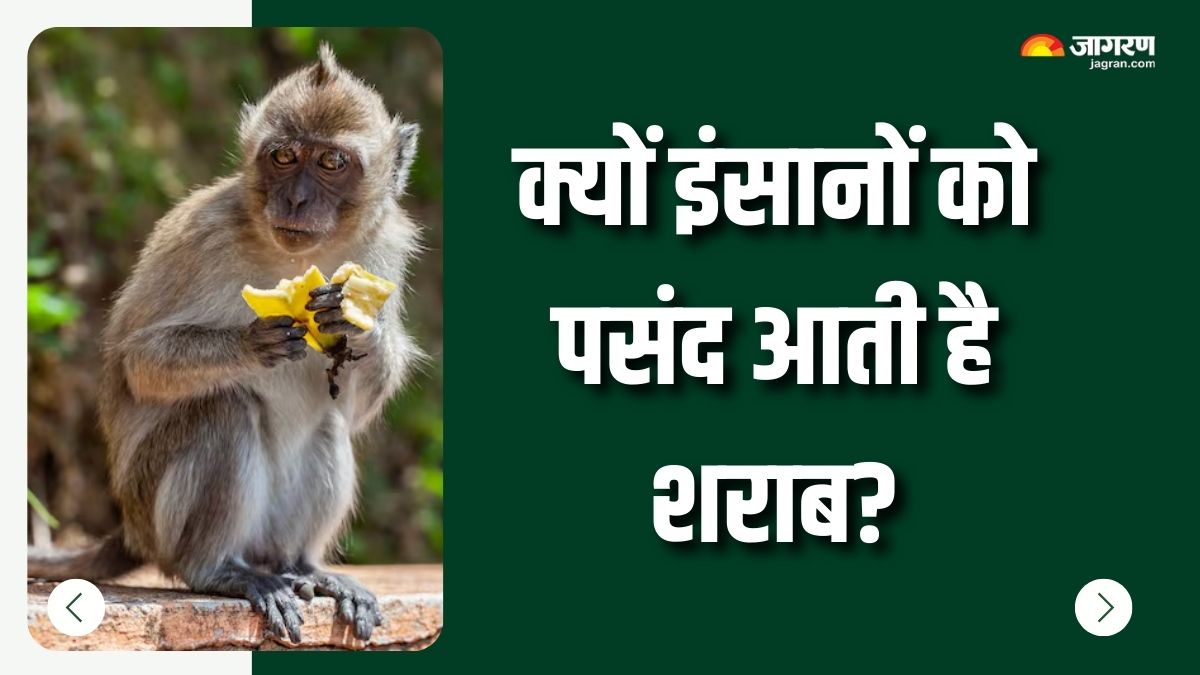 humans liking for alcohol has interesting link with our primate ancestors check details here