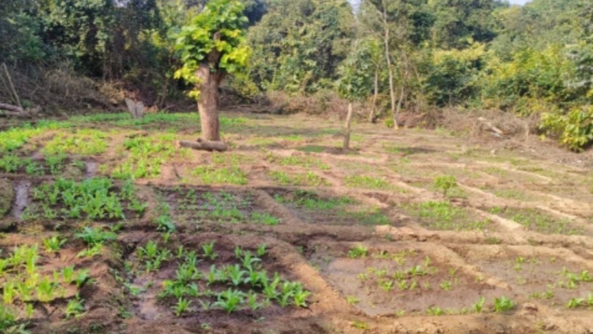 opium crop destroyed in madanpur forest department action