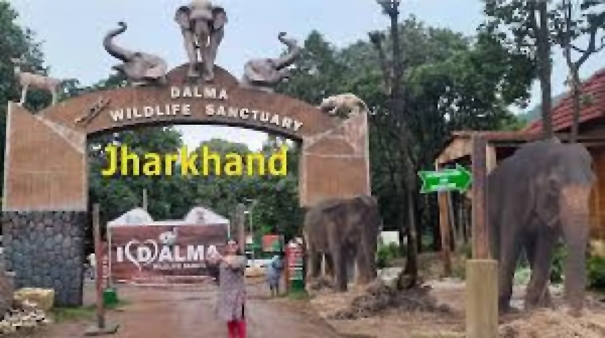 Tiger state किसे? दलमा में शुरू हुए अभ्यास, कैमरा ट्रैप से पगमार्क तक, जानिए ऐसे होगी बाघों की गिनती
