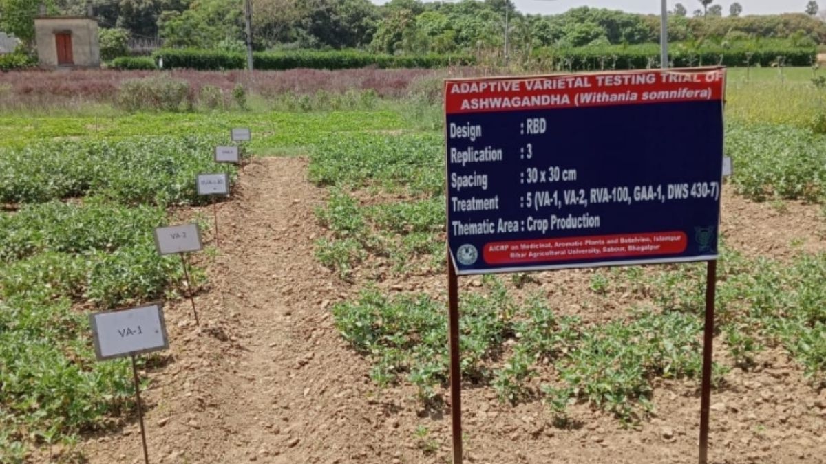 ashwagandha farming in bihar higher profits for farmers