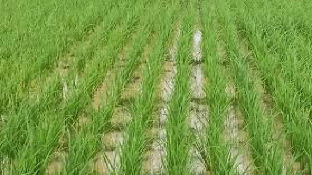 jamshedpur farmers future brightens with irrigation project