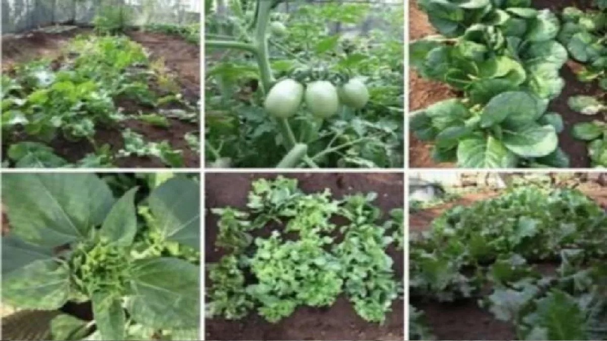 darbhanga news if there is water in the fields farmers should plant makhana and if there is more moisture they should plant vegetables