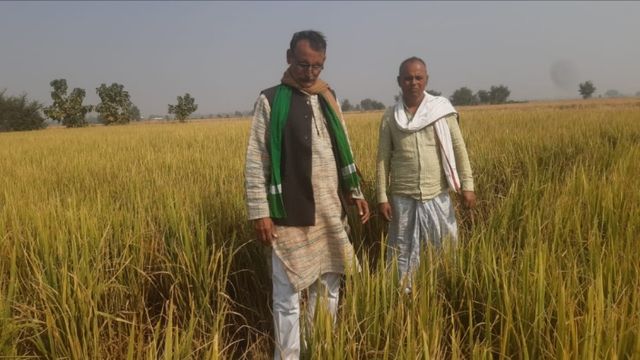 यूपी के इस जिले में 200 बीघा में धान की पैदावार चौपट, बीज कंपनी ने किसानों को दिया धोखा, पनपा आक्रोश
