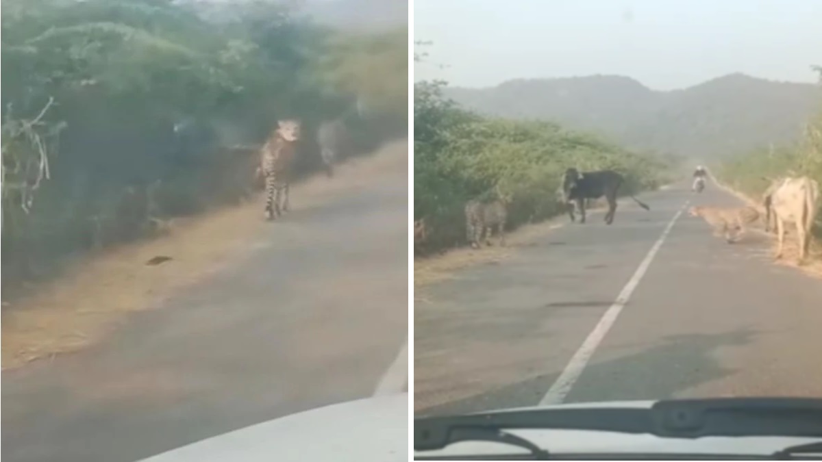 cheetahs spotted in gwalior video captures rare sighting