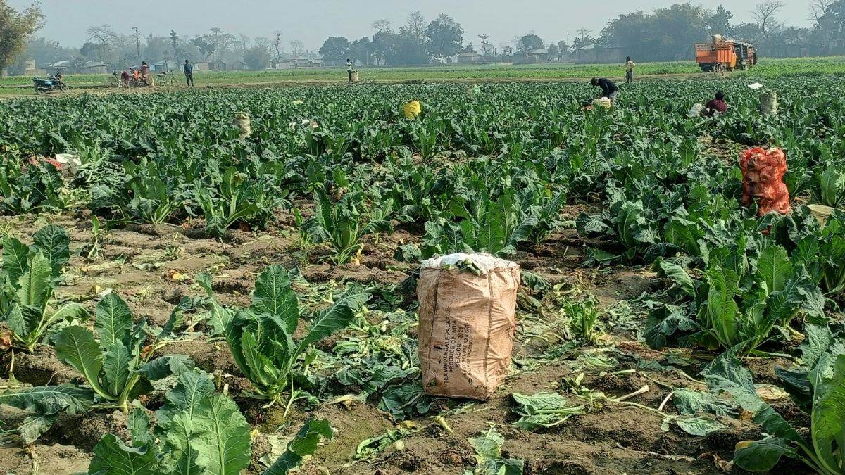 vegetable seed subsidy farmers get 75 off on quality seeds