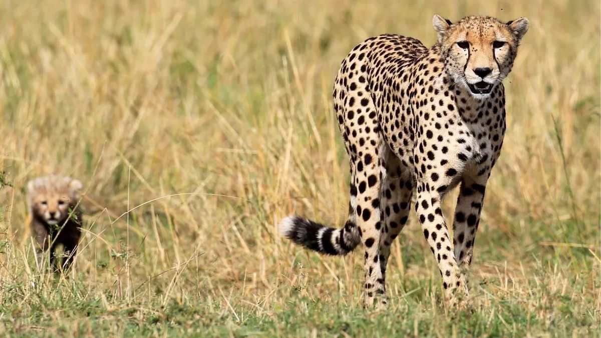 cheetah cub dies in kuno national park a tragic loss
