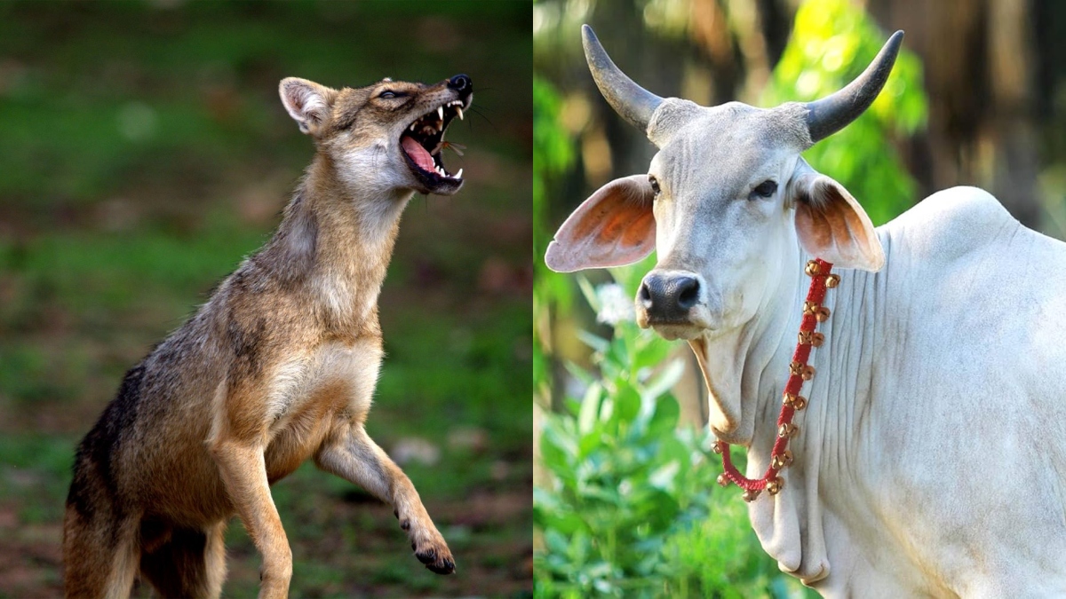 rabies scare 128 villagers given antirabies shots after cow dies in lakhisarai