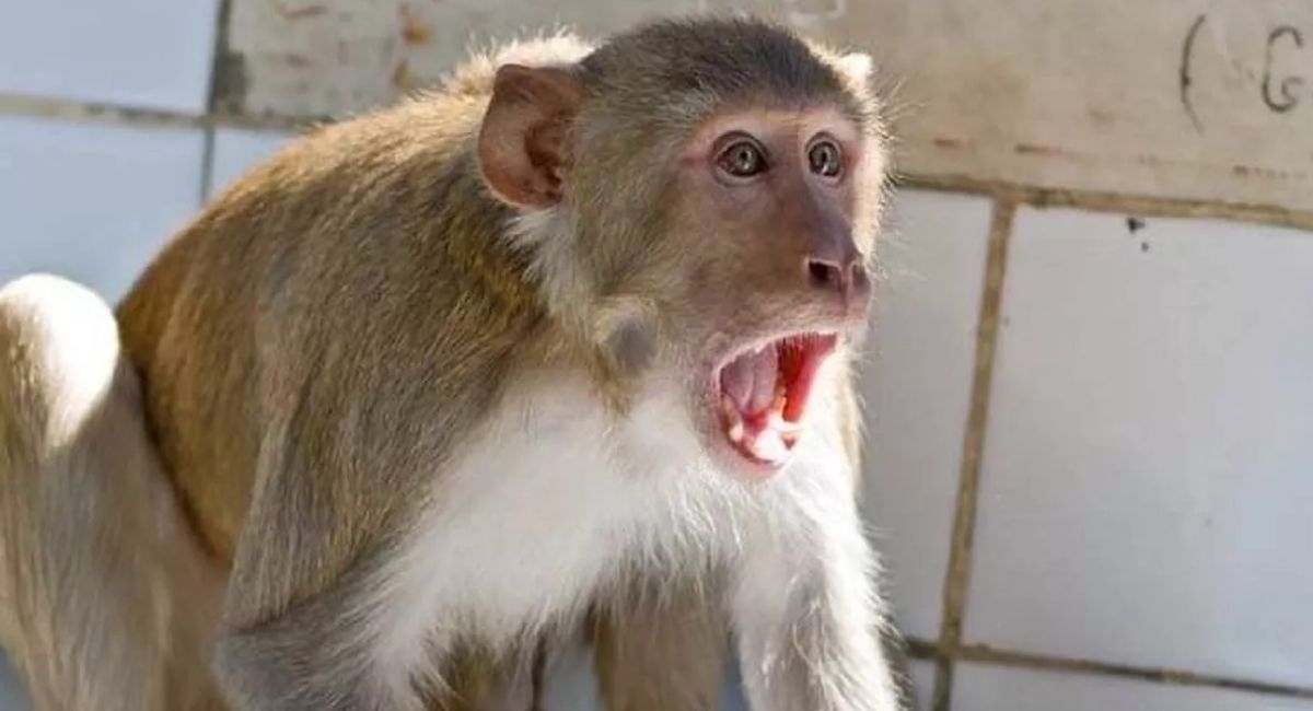 sant kabir nagar monkey terror grips residents after womans death