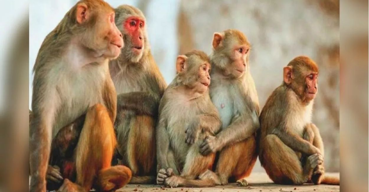 monkey deaths in etawah up due to oxygen deprivation