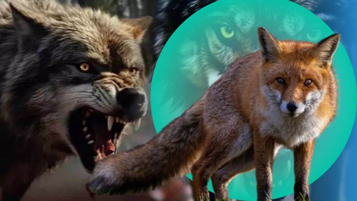 up animal attacks kill several stray cattle wolves jackals blamed