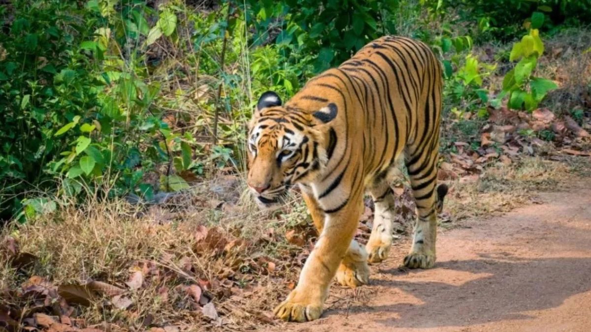 woman killed in tiger attack while collecting fodder in kotdwar
