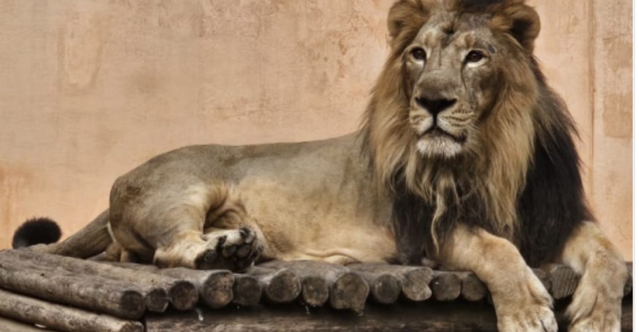 inside story of up etawah safari park where lions and leopards meat brought from and how many staff care for them