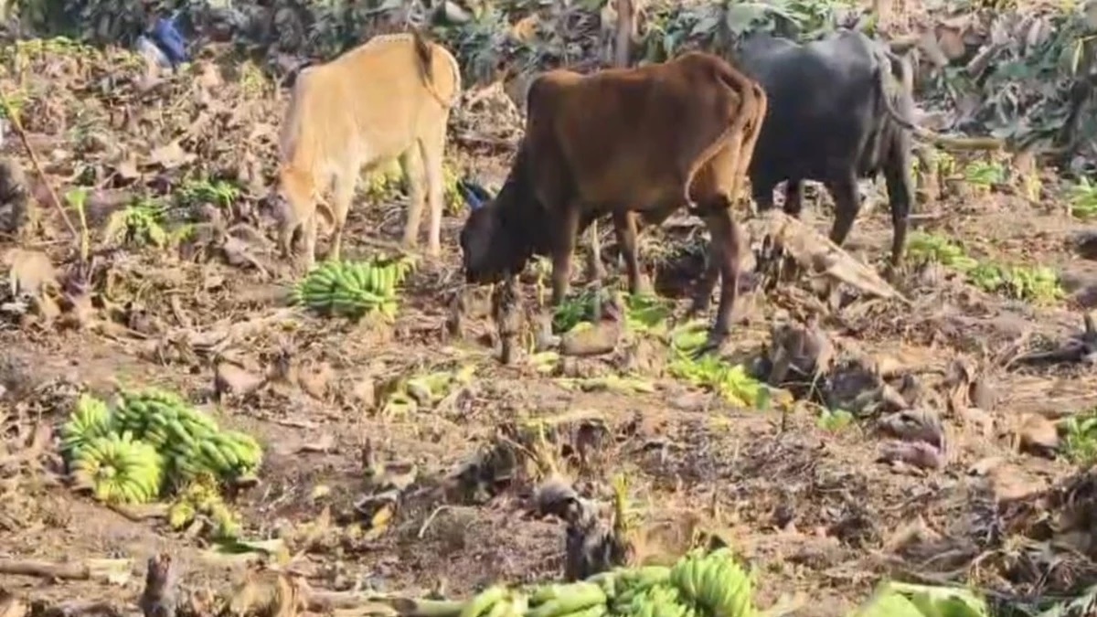 banana farmers in crisis price crash in barwani mp