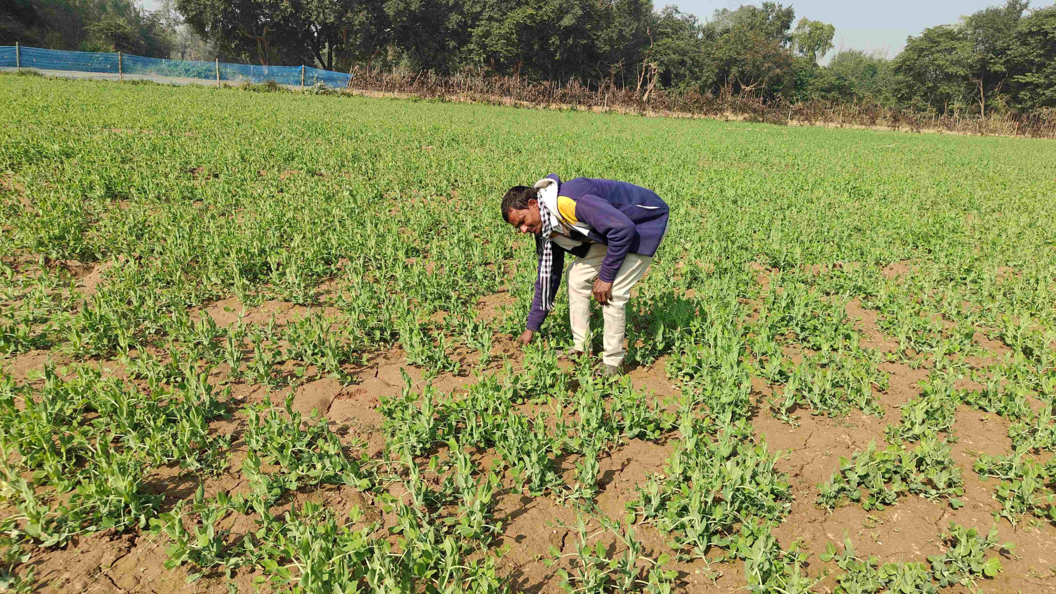 protect pea crops control pests with timely spraying