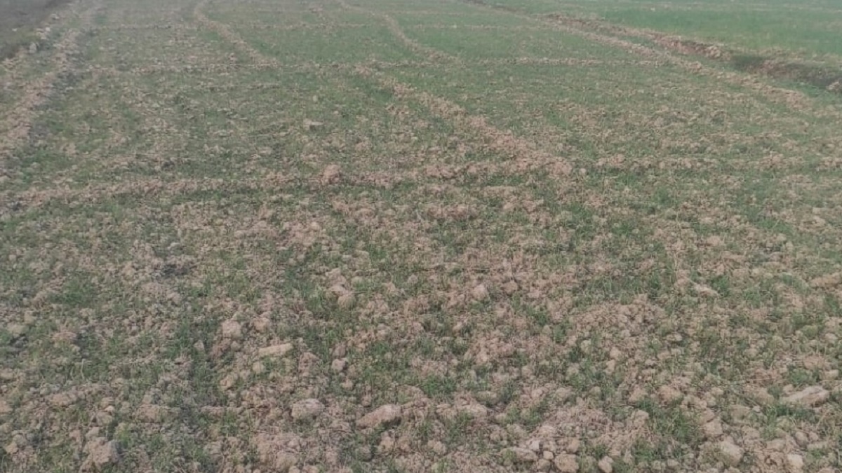 defective wheat seeds farmers demand relief subsidy issues