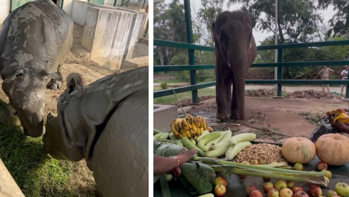 gorakhpur zoo rhinos consume 3 quintals of food ganga prasad chews bark