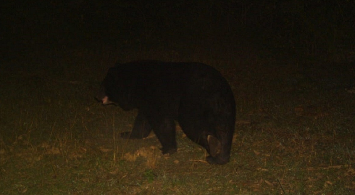 himalayan black bear spotted in kodia forest range