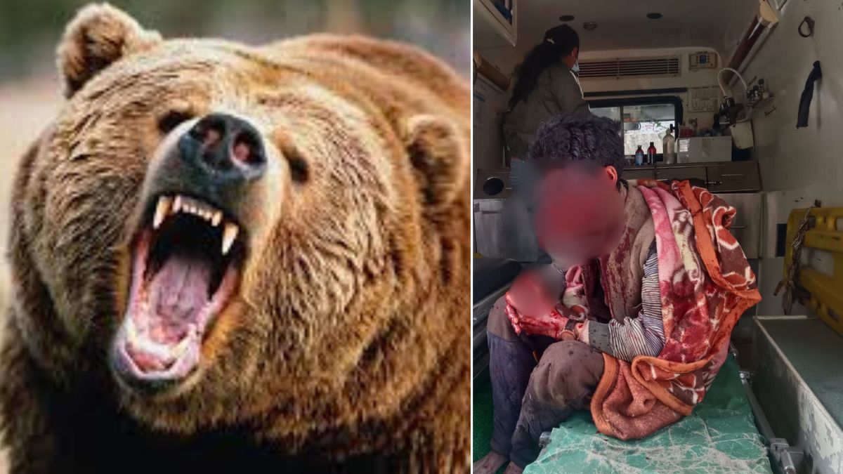 mandi bear attack on shepherd near rivalsar dog save his live
