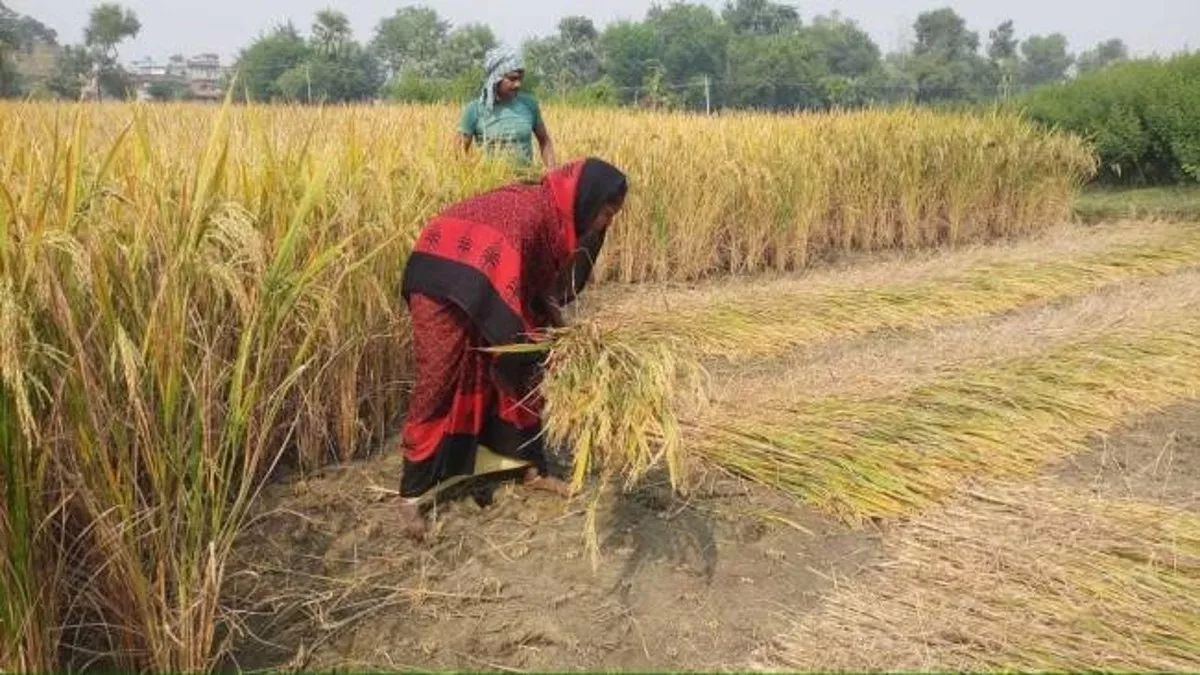 bihar crop waste shocking grain loss after harvest