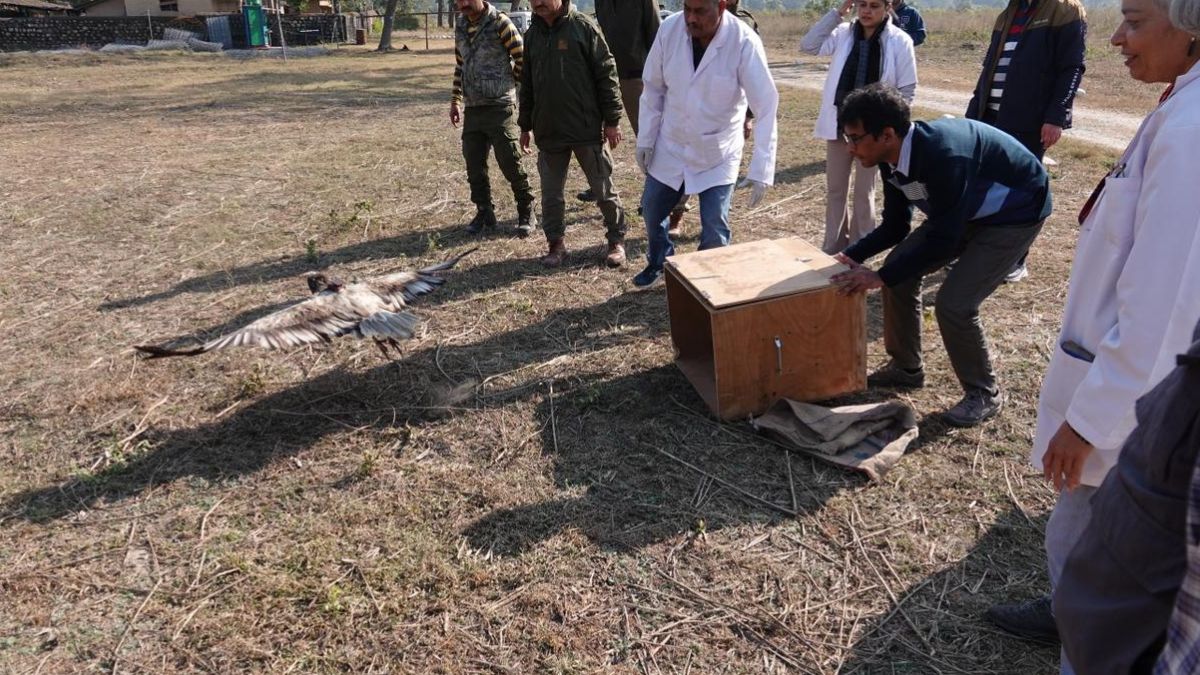 gps tagged egyptian vulture released in rajaji tiger reserve