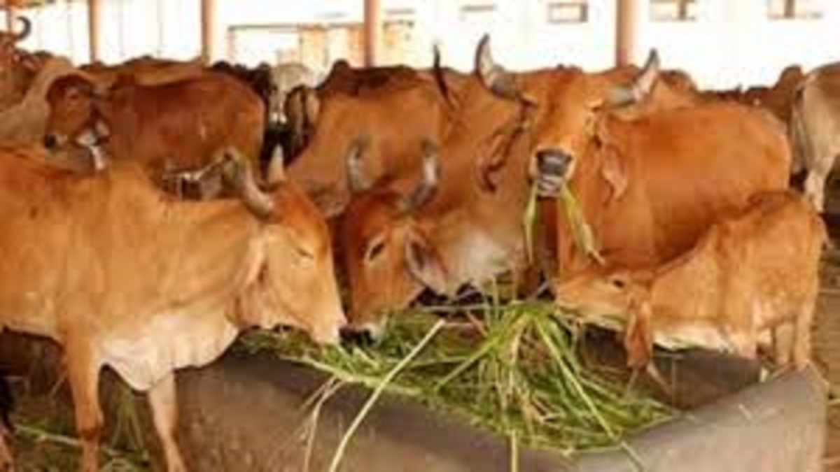 prayagraj some gaushalas face funding delay due to negligence of block employees