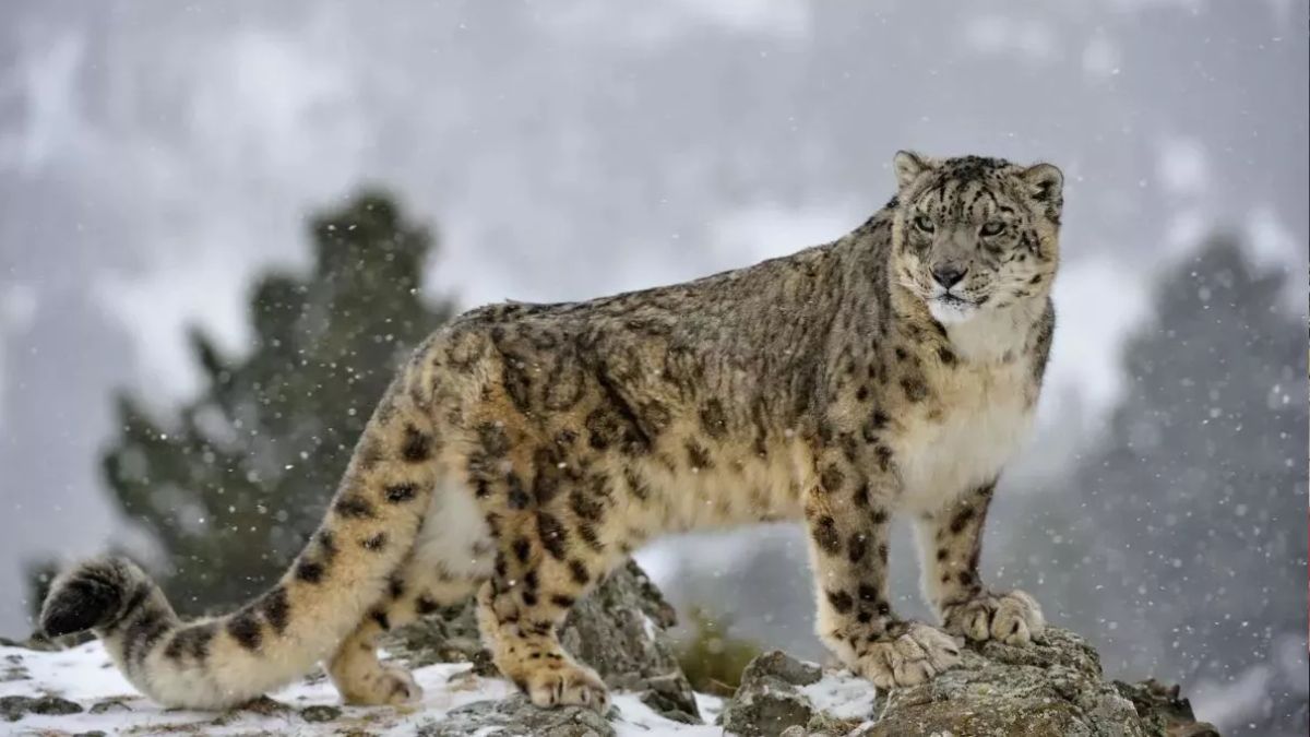 a rare sighting of a tiger at 3010 meters during a snow leopard conservation project in the himalayas