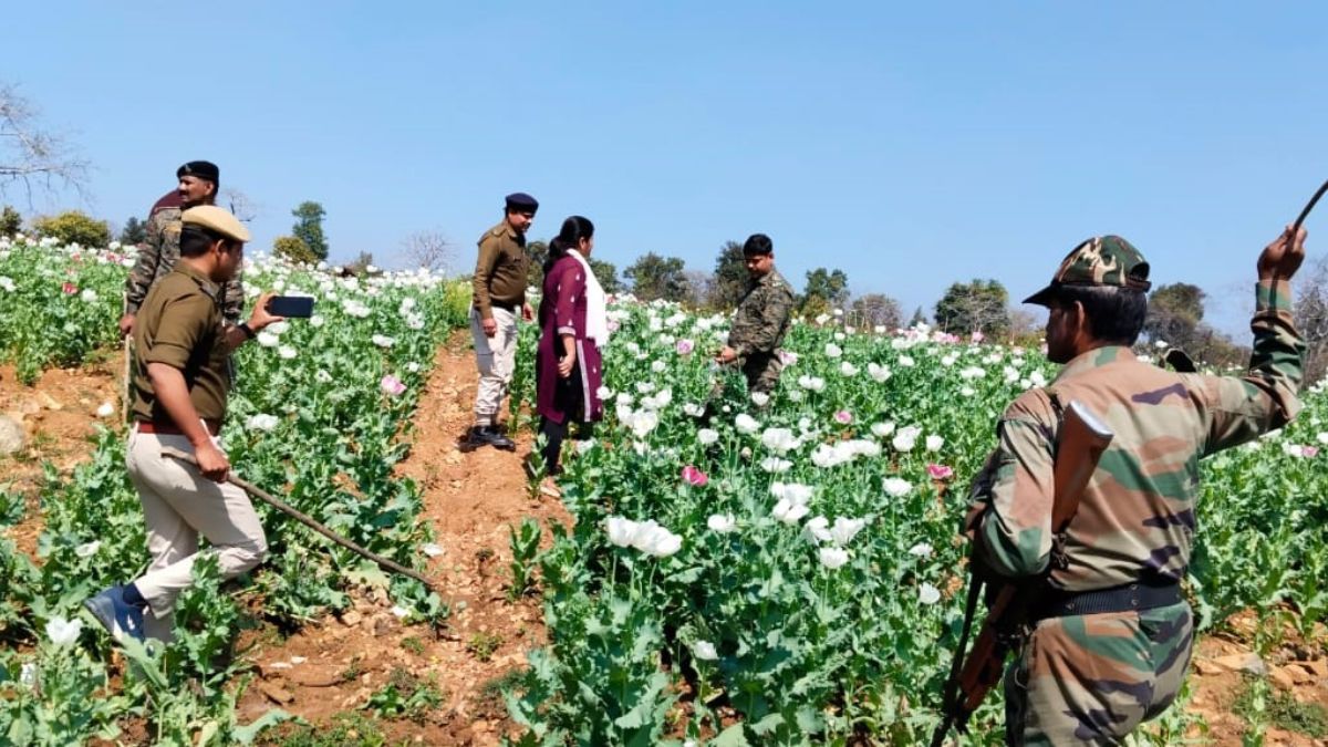 illegal opium farming busted in aurangabad forest crop destroyed