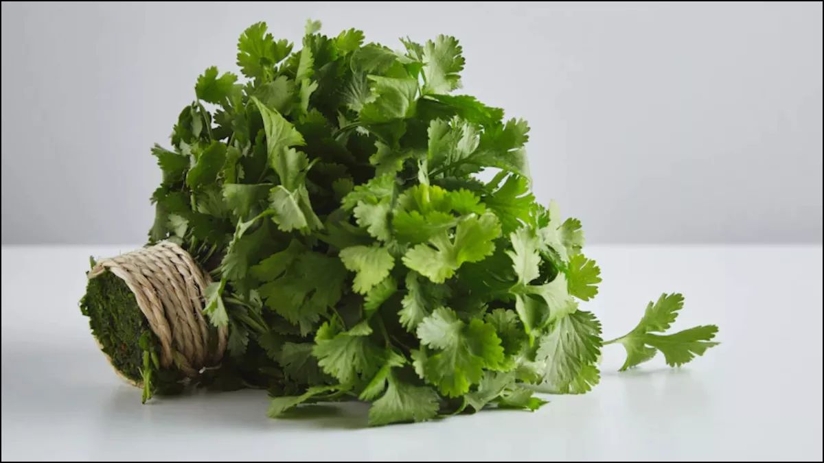 benefits of coriander leaves natural remedy for winter ailments hari dhaniya patti ke fayde