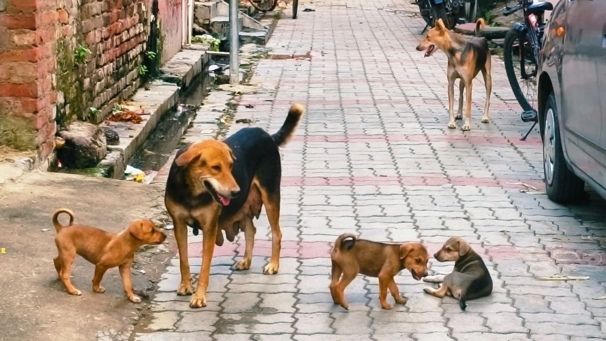 dog attack 3yearold boy injured in bahraich uttar pradesh