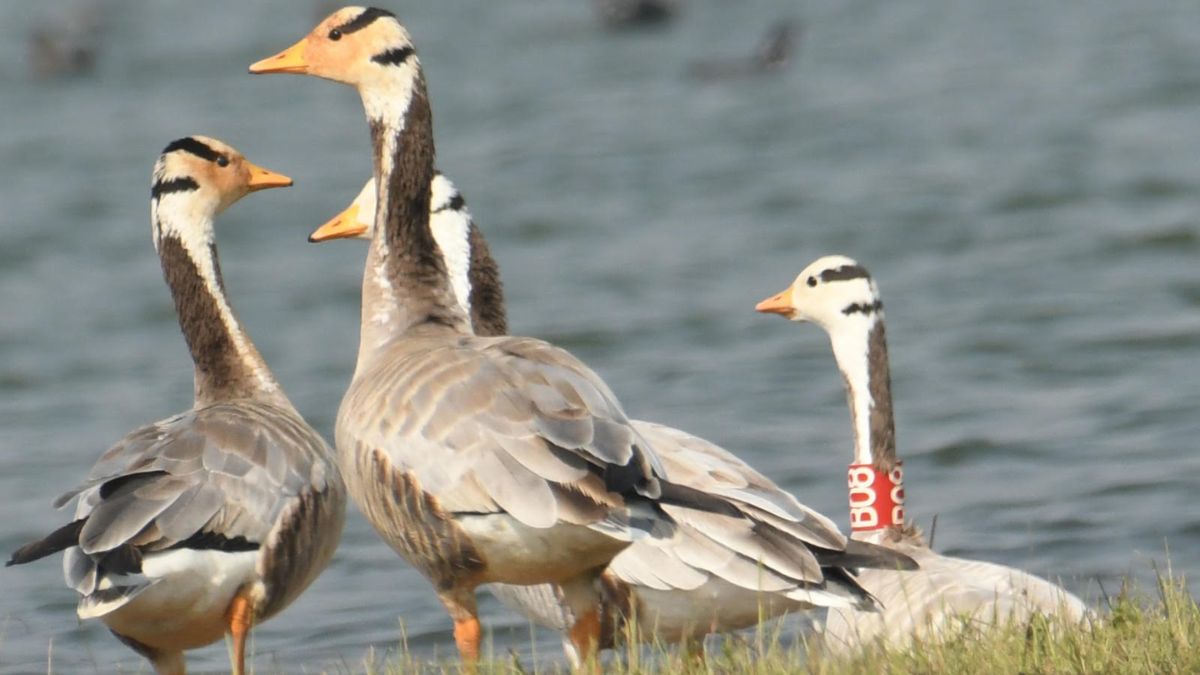 mongolian goose returns to nakti reservoir in jamui a positive sign