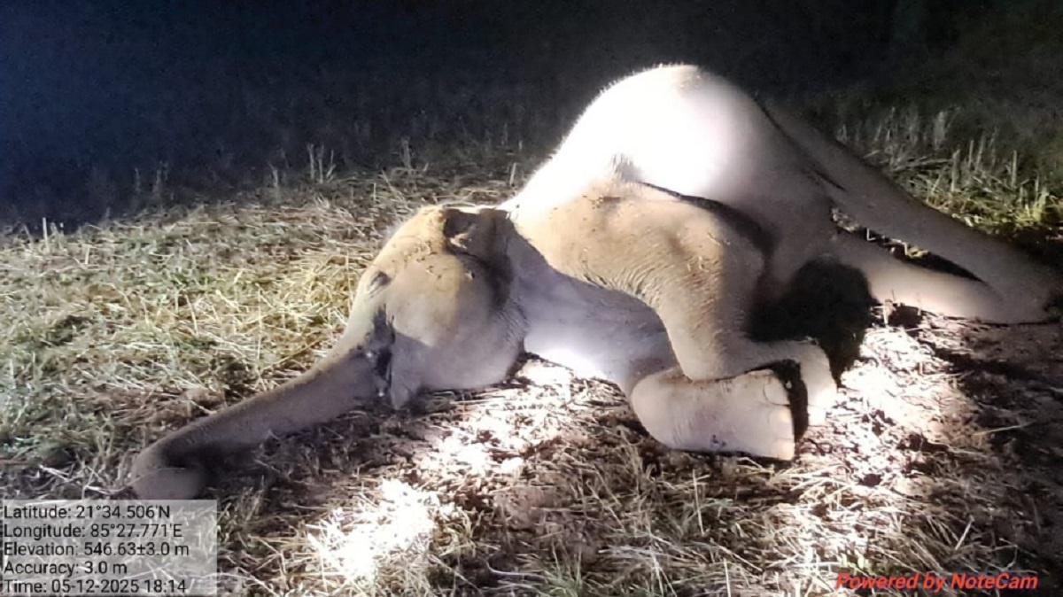 female elephant death in kasada village suspected eehv virus