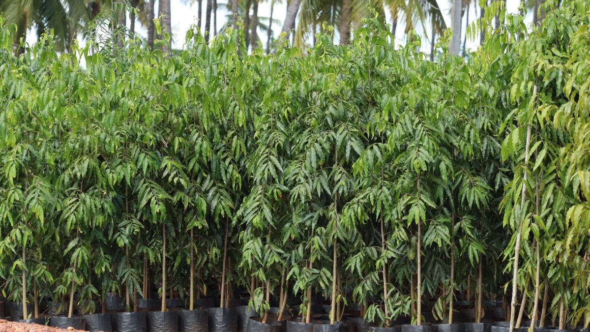 medicinal plants religious trees cultivated in brijghat nursery